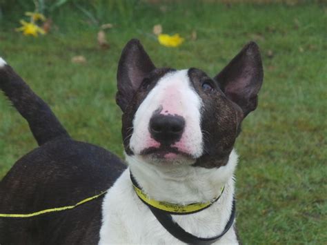 Rehoming Dogs Trust Dogs Dogs Trust English Bull Terriers