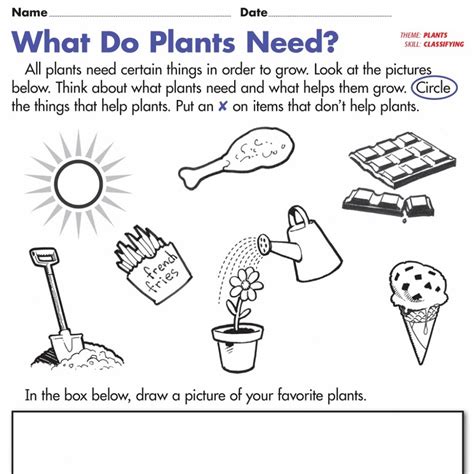 plants worksheets  kindergarten  science worksheets