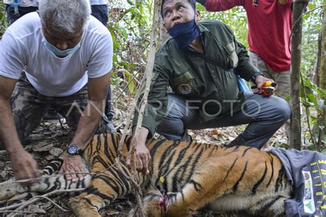 Anak Harimau Sumatera Terkena Jerat Di Aceh Antara Foto