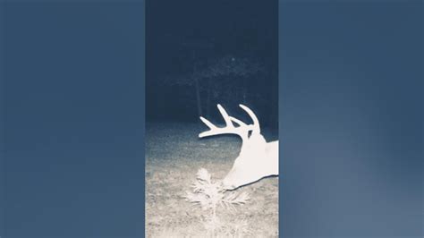 dem deer dem whitetail deer youtube