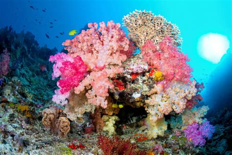 Coral Características Alimentación Hábitat Reproducción Depredadores