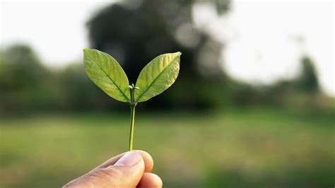 Naturopatia Cura E Opportunit Di Lavoro