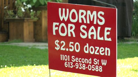 Cornwall Ont Boys Accidentally Break Bylaw With Worm Selling Business