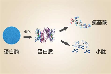 蛋白肽和蛋白粉哪个更管用？人体