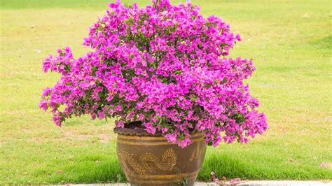 How To Grow Bougainvillea In A Pot Garden Beds