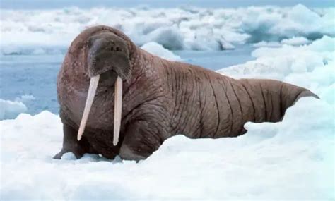 Walrus - The Animal Facts - Appearance, Diet, Habitat, Behavior