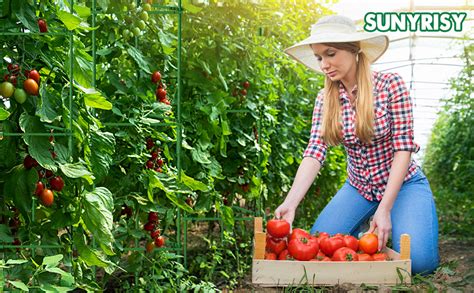 SUNYRISY Tomate Rankhilfe im Set Pflanzenhalter für Tomate Rankhilfen