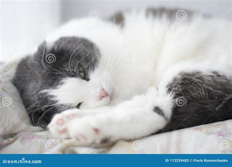 Cute Fluffy Cat Sleeping on the Windowsill Stock Image - Image of ...