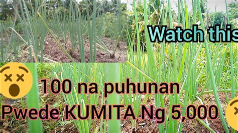 PAANO KUMITA Ng MALAKI SA SIBUYAS DAHON SPRING ONIONS YouTube