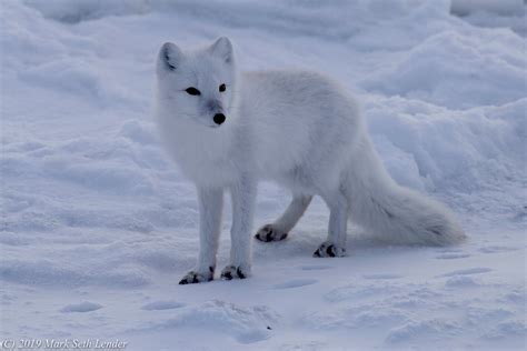 Arctic Fox Hunting — Destination: Wildlife™