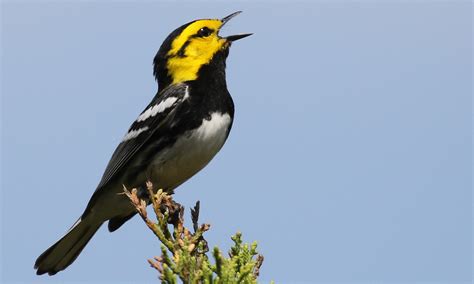 Golden Cheeked Warbler