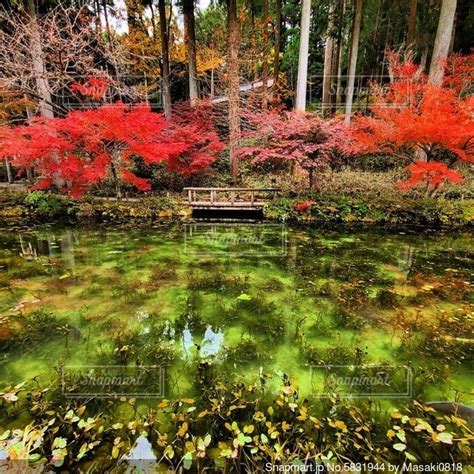 紅葉に池の緑が映えるの写真・画像素材 5831944 Snapmart（スナップマート）