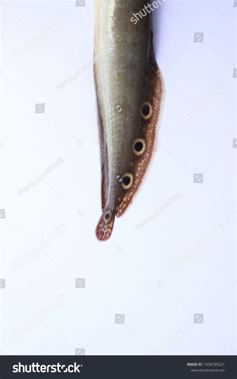 388 Swamp Eel Images, Stock Photos & Vectors | Shutterstock