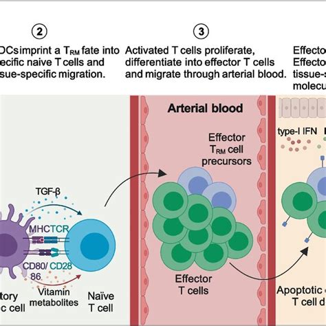 Trm Cell Differentiation Naïve T Cells Can Be Reversibly Download