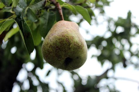 Pir Hijau Di Pohon Di Taman Musim Panas Cabang Pohon Pir Dengan