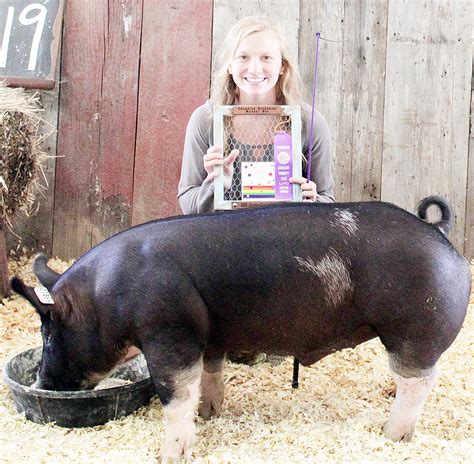 2019 Jackson County Fair Swine Show The Holton Recorder