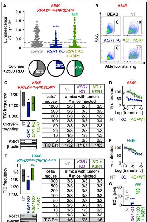 KSR1 KO inhibits tumor initiating cell (TIC) survival and enhances ... 
