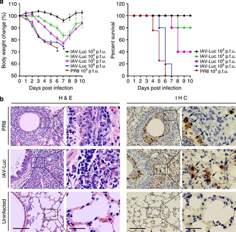 Infection Of Iav Luc In Mice Resulted In Loss Of Body Weight And Lung