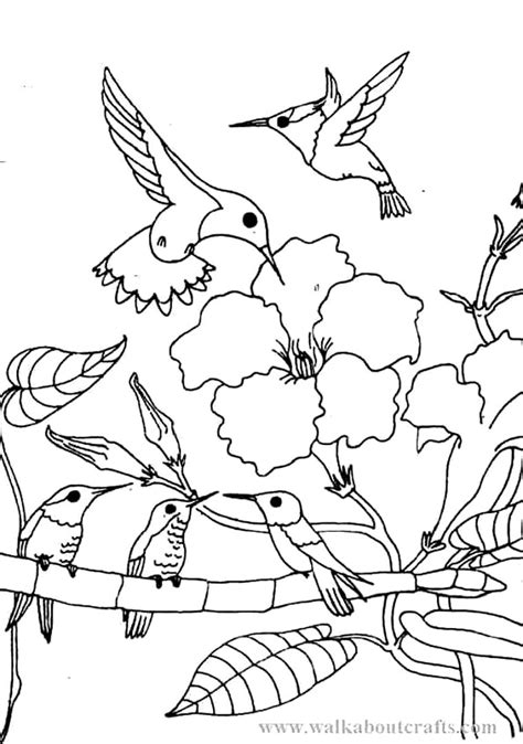 Ruby Throated Hummingbird Coloring Pages at GetDrawings | Free download