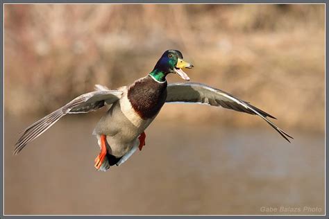 Mallard Duck Landing Mallard Duck Mallard Goose Hunting