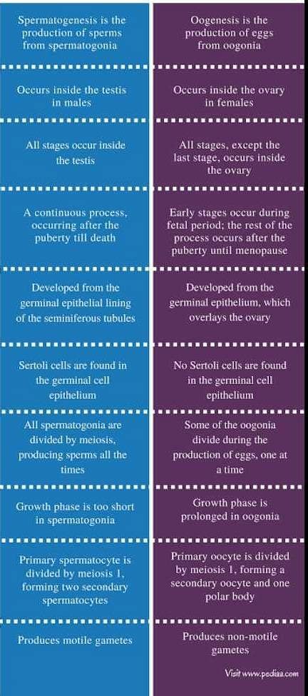 What Is The Difference Between Spermatogenesis And Oogenesis Edurev