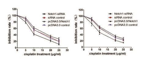 Mir 92a Overexpression And Notch1 Knock Down Enhanced And Suppressed Download Scientific