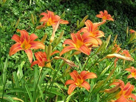 Hemerocallis Fulva Alchetron The Free Social Encyclopedia