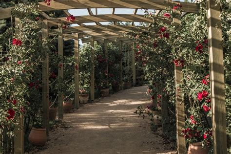 Pergola For Roses: Elevating Outdoor Elegance - Pergolaz