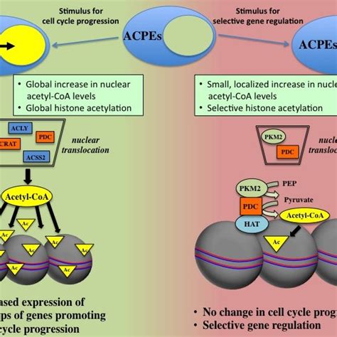 (PDF) Metabolic Enzymes Moonlighting in the Nucleus: Metabolic Regulation of Gene Transcription