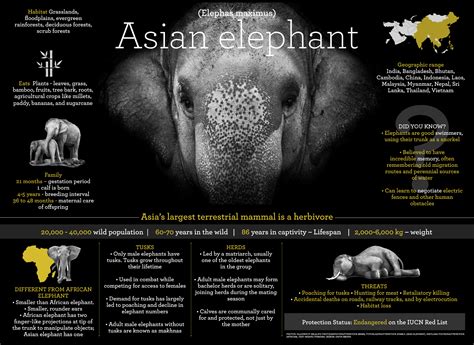 Asian Elephant Facts: Habitat, Threats, Weight | RoundGlass | Sustain