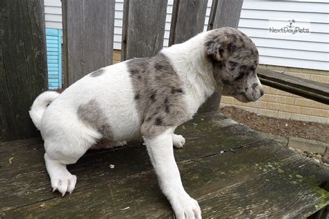 Blue Jack Russell Terrier Puppy For Sale Near Detroit Metro Michigan