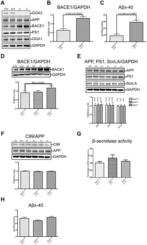 Depletion Of GGA1 And GGA3 Mediates Postinjury Elevation Of BACE1