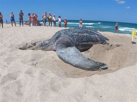 Large Leatherback Turtle Nests On Florida Beach