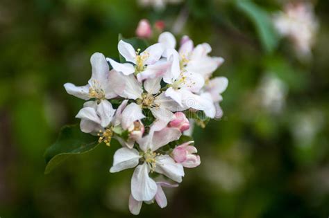 Close Up Of The Apple Tree Flowers Stock Photo Image Of Flora