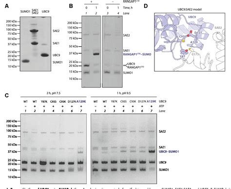 Figure From Structural Insights Into The Regulation Of The Human E