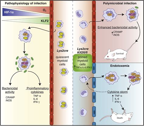 The Myeloid Transcription Factor KLF2 Regulates The Host Response To