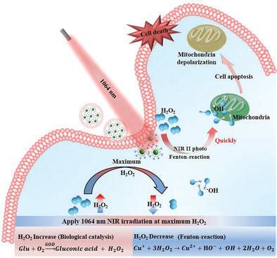 Boosting H O Guided Chemodynamic Therapy Of Cancer By Enhancing