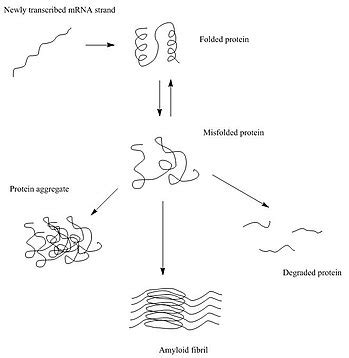 Protein aggregation - Wikipedia