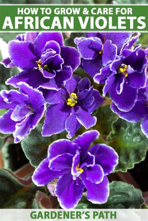 How To Grow And Care For African Violets Gardeners Path