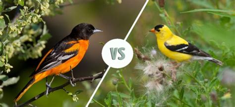 Oriole Vs Goldfinch How To Tell The Difference Optics Mag