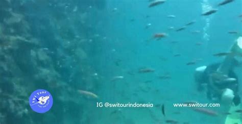 10 Spot Diving Di Mandeh Tempat Terbaik Menyelam Scuba Di Pulau Mandeh