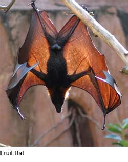 Giant Flying Fox Bat Wingspan