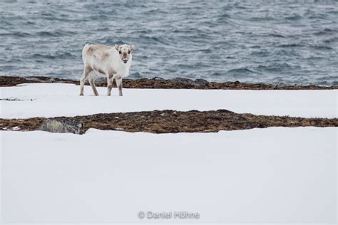 Did you know that Svalbard reindeer were almost hunted to extinction in the early 1900s but ...