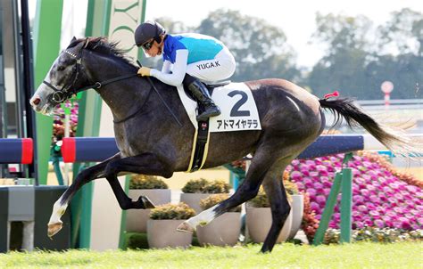 【京都6r・3歳1勝クラス】母はオークス3着、アドマイヤテラがデビュー2連勝 川田将雅騎手「新しい経験ができました」 Umatoku 馬トク