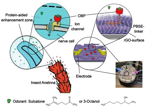 Kinetics Of Odorant Recognition With A Graphene Based Olfactory