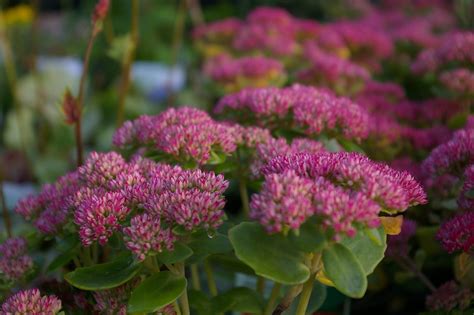 Sedum Hylotelephium Telephium Herbstfreude Markenbaumschule De