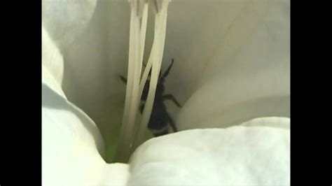 Bumble Bee Stuck In Flower Mpg YouTube