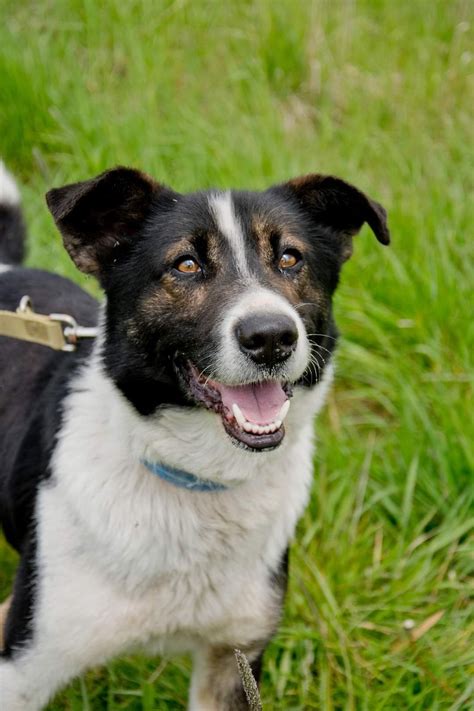 Pies W Typie Border Collie Do Adopcji Mleczko Szuka Domu Tarnowskie