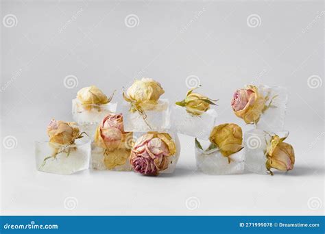 Rose Buds In Ice Cubes On White Isolated Stock Photo Image Of Chill