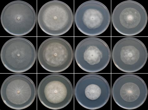 Colony Morphology Of Phytophthora Crassamura Isolate Cbs P